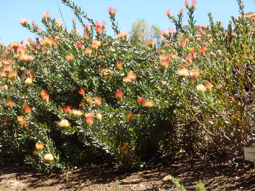 Kirstenbosch National Botanical Garden.